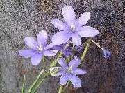 Moraea polyanthos